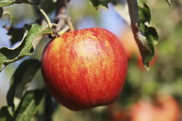 Framed Print : Ripe Apple on the Tree Print Framed Print : Ripe Apple on the Tree Print