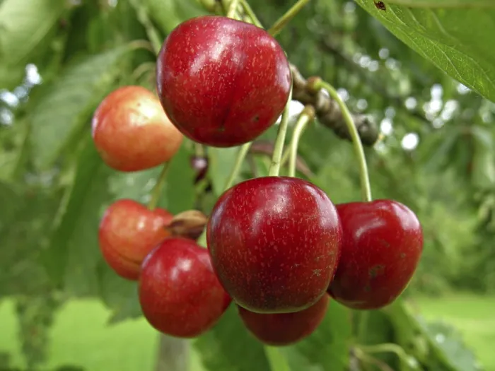 Framed Print : Ripe Cherries Print Framed Print : Ripe Cherries Print