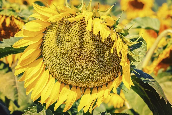 Framed Print : Ripe Disk of a Sunflower Print Framed Print : Ripe Disk of a Sunflower Print