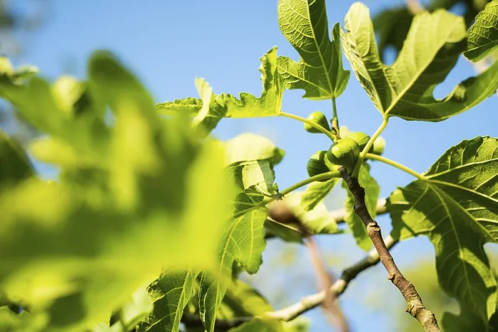 Framed Print : Ripe Figs on a Tree Print Framed Print : Ripe Figs on a Tree Print