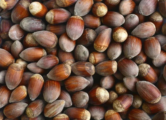 Framed Print : Ripe Hazelnuts Fruit Texture Nature Background Print Framed Print : Ripe Hazelnuts Fruit Texture Nature Background Print