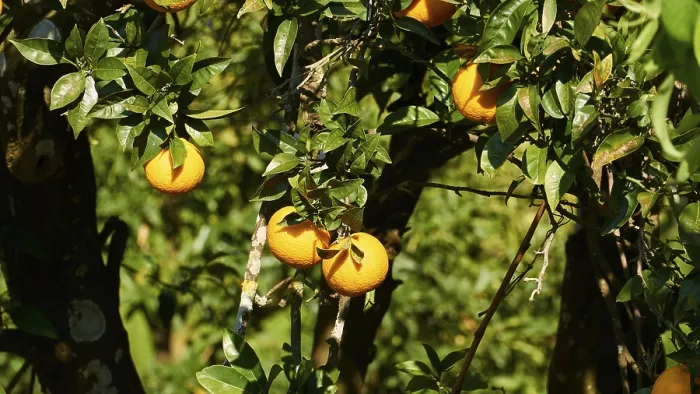 Framed Print : Ripe Oranges on Tree Print, Corfu Island Greece Framed Print : Ripe Oranges on Tree Print, Corfu Island Greece