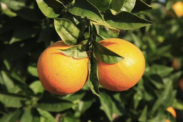 Framed Print : Ripe Oranges on the Tree Print Framed Print : Ripe Oranges on the Tree Print