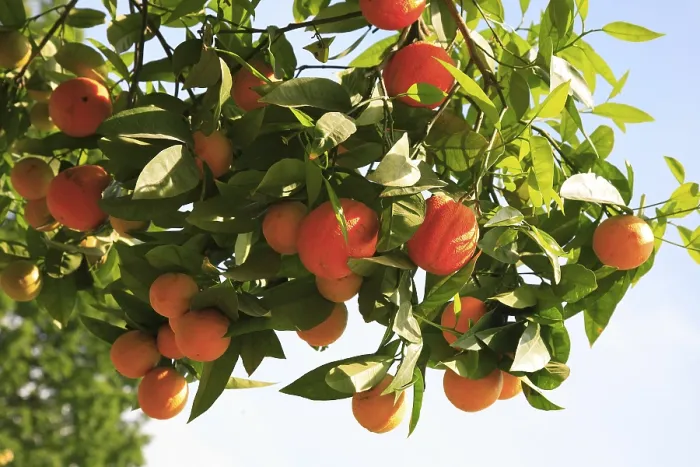 Framed Print : Ripe Oranges on the Tree Print Framed Print : Ripe Oranges on the Tree Print