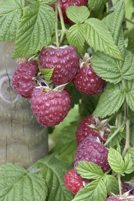 Framed Print : Ripe Raspberry Print on Bush Framed Print : Ripe Raspberry Print on Bush