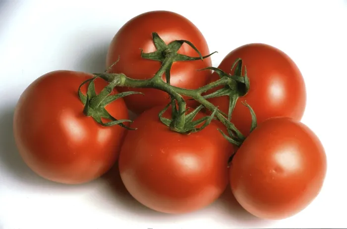 Framed Print : Ripe Tomatoes Print Framed Print : Ripe Tomatoes Print