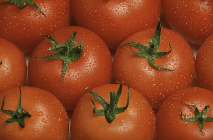 Framed Print : Ripe Tomatoes Print Framed Print : Ripe Tomatoes Print