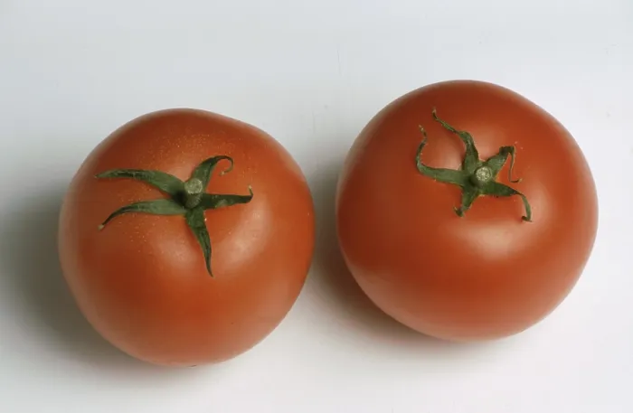 Framed Print : Ripe Tomatoes Print Framed Print : Ripe Tomatoes Print