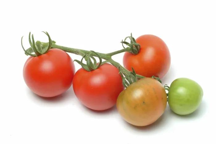 Framed Print : Ripe Tomatoes Print Framed Print : Ripe Tomatoes Print