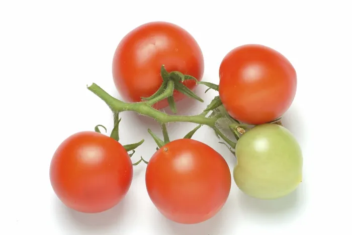 Framed Print : Ripe Tomatoes Print Framed Print : Ripe Tomatoes Print