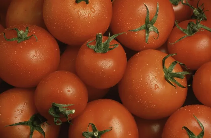 Framed Print : Ripe Tomatoes Print