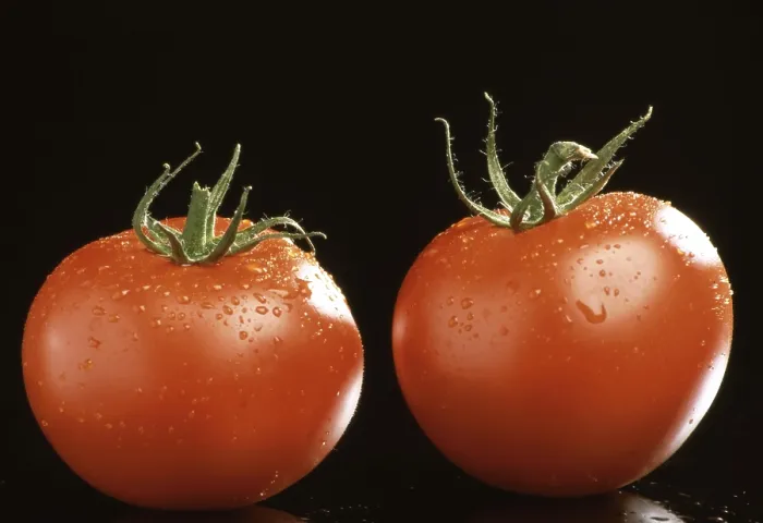 Framed Print : Ripe Tomatoes Print Framed Print : Ripe Tomatoes Print