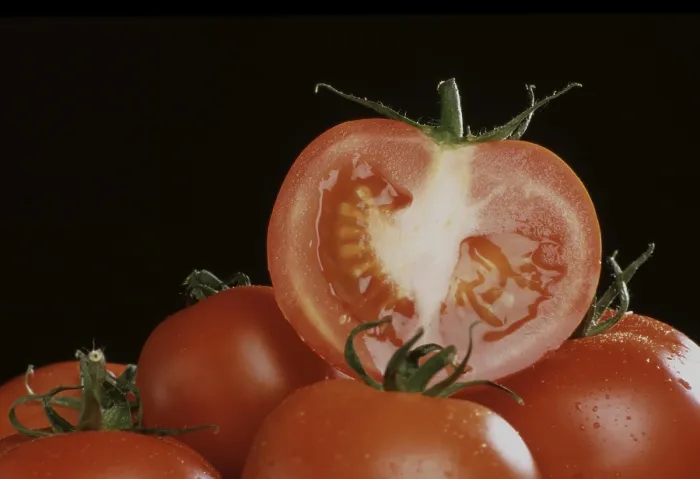 Framed Print : Ripe Tomatoes Print Framed Print : Ripe Tomatoes Print