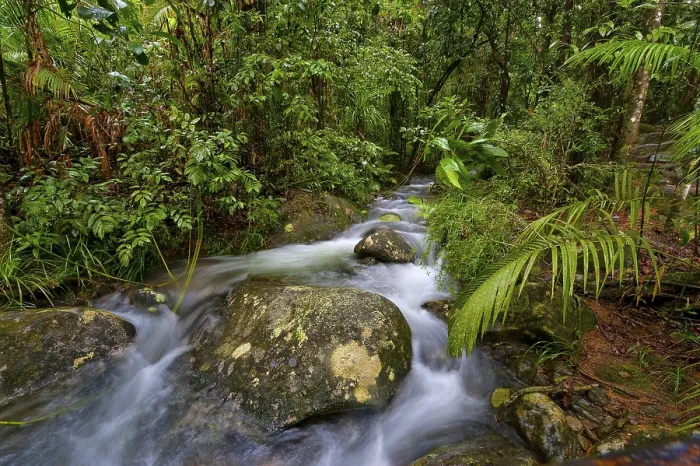 Framed Print : Daintree National Park River Course Print Framed Print : Daintree National Park River Course Print