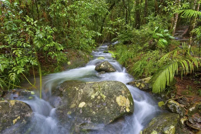 Framed Print : Daintree National Park River Course Print Framed Print : Daintree National Park River Course Print
