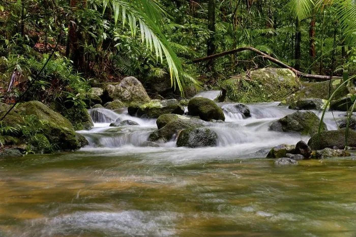Framed Print : Daintree National Park River Course Print Framed Print : Daintree National Park River Course Print