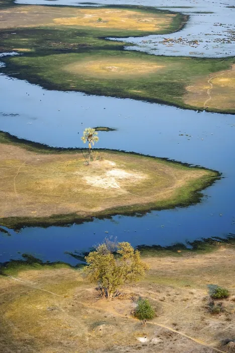 Framed Print : Okavango Delta Print: Palm Tree River Landscape