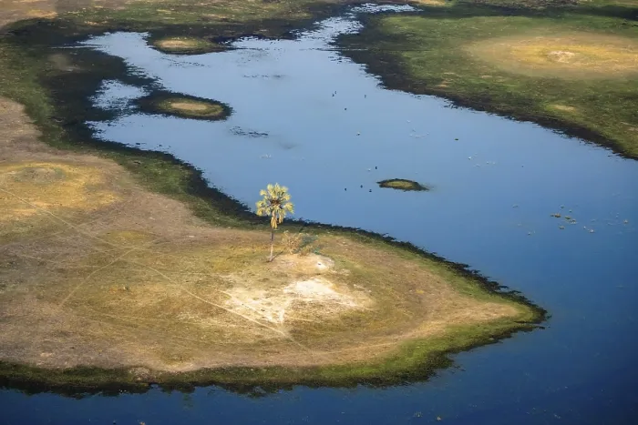 Framed Print : Okavango Delta Print: Palm Tree River Landscape Framed Print : Okavango Delta Print: Palm Tree River Landscape