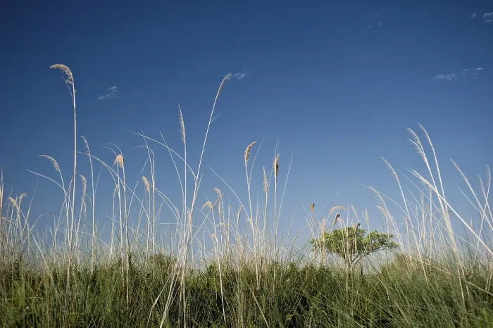 Framed Print : Okavango Delta Landscape Print - Botswana Framed Print : Okavango Delta Landscape Print - Botswana
