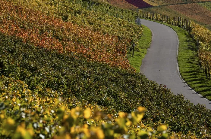 Framed Print : Autumn Vineyard Path Print, Baden-Wurttemberg, Germany Framed Print : Autumn Vineyard Path Print, Baden-Wurttemberg, Germany