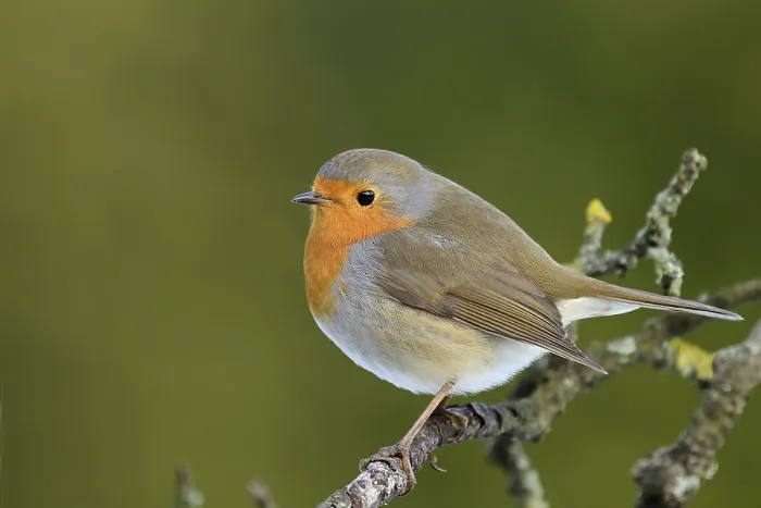 Framed Print : Robin on a Branch Print