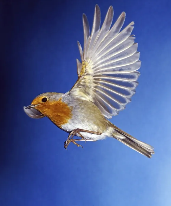Framed Print : Robin (Erithacus rubecula) in Flight Print Framed Print : Robin (Erithacus rubecula) in Flight Print