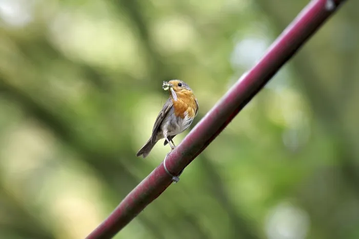Framed Print : Robin (Erithacus rubecula) Print - Parent Feeding Offspring Framed Print : Robin (Erithacus rubecula) Print - Parent Feeding Offspring