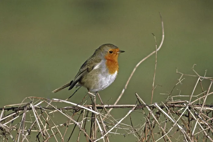Framed Print : European Robin Print, Erithacus rubecula Framed Print : European Robin Print, Erithacus rubecula
