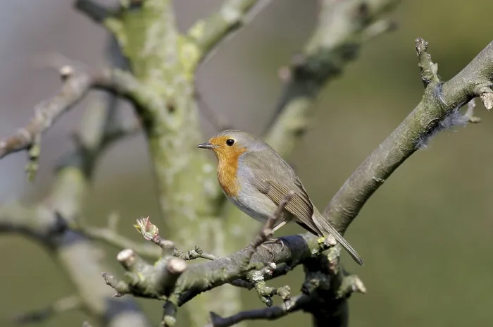 Framed Print : Robin (Erithacus rubecula) Print - Twig Perched Spring