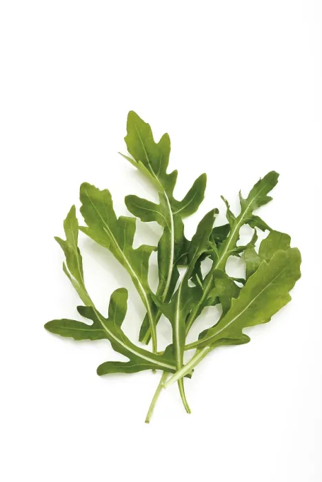 Framed Print : Rocket, Arugula Print Framed Print : Rocket, Arugula Print