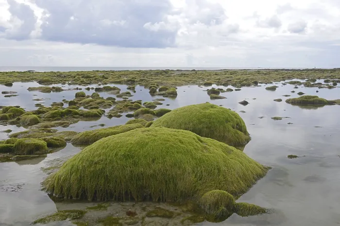 Framed Print : Rocks overgrown with algae, Cotes d'Armor print Framed Print : Rocks overgrown with algae, Cotes d'Armor print