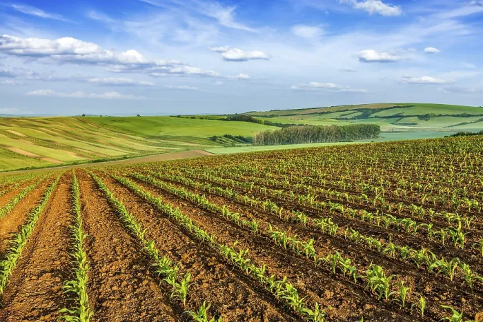 Framed Print : Rolling Fields of Moravia Print, Czech Republic Framed Print : Rolling Fields of Moravia Print, Czech Republic