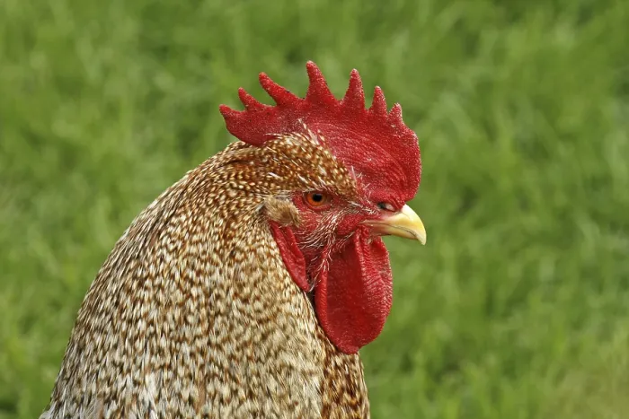 Framed Print : Rooster Print - Chicken Rooster Image Framed Print : Rooster Print - Chicken Rooster Image