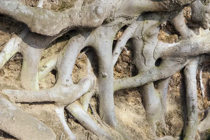 Framed Print : Beech Tree Roots Print Framed Print : Beech Tree Roots Print