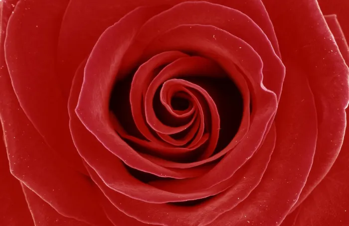 Framed Print : Rose Print by ImageBROKER Framed Print : Rose Print by ImageBROKER