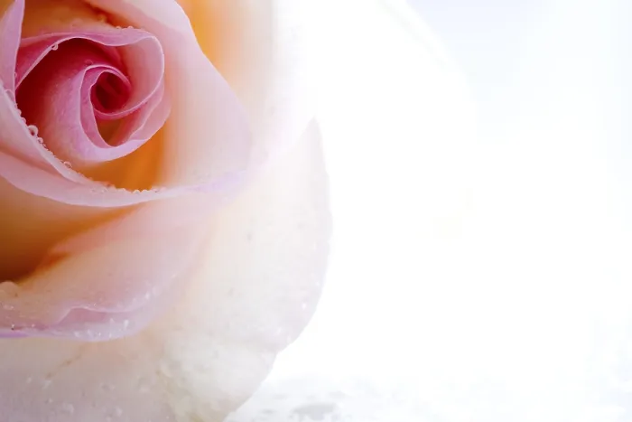 Framed Print : Detail of a Rose Print Framed Print : Detail of a Rose Print