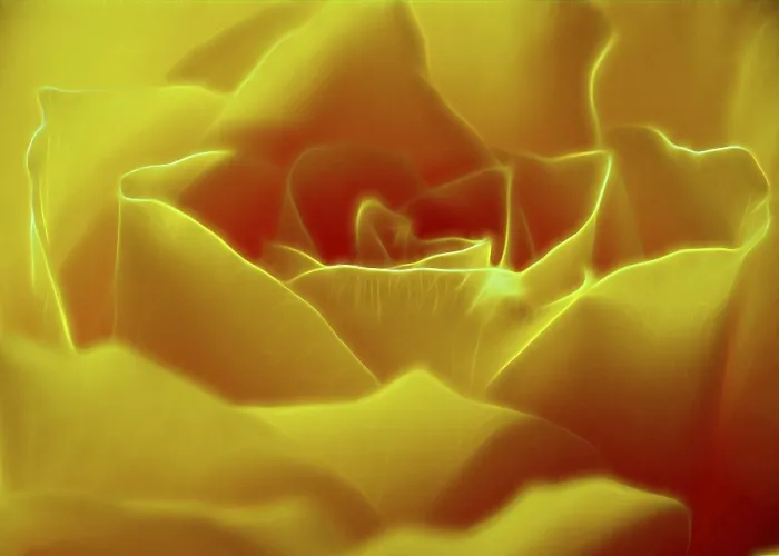Framed Print : Rose Print by imageBROKER Framed Print : Rose Print by imageBROKER
