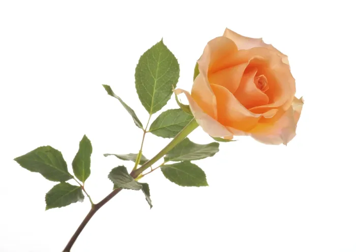 Framed Print : Rose (Rosa) Print by imageBROKER Framed Print : Rose (Rosa) Print by imageBROKER
