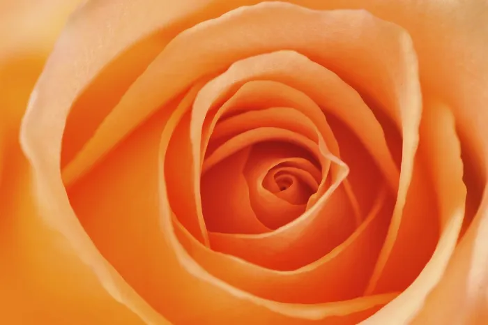 Framed Print : Rose (Rosa) Print by imageBROKER Framed Print : Rose (Rosa) Print by imageBROKER