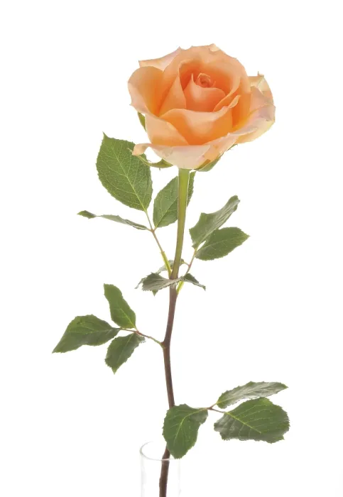 Framed Print : Rose Print (Rosa) Framed Print : Rose Print (Rosa)