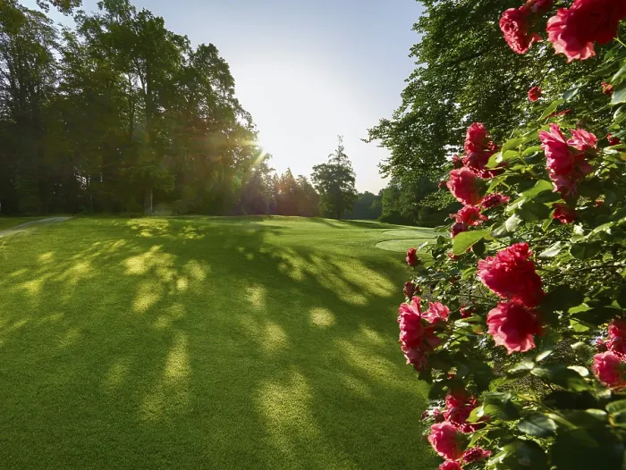 Framed Print : Roses on the Golf Course Print