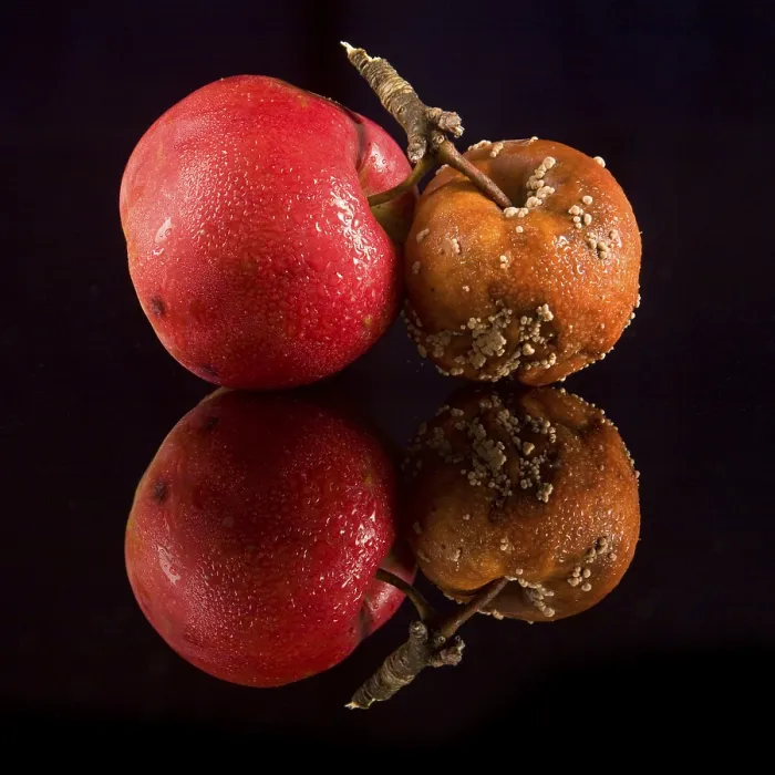 Framed Print : Rotten Apple Print Framed Print : Rotten Apple Print