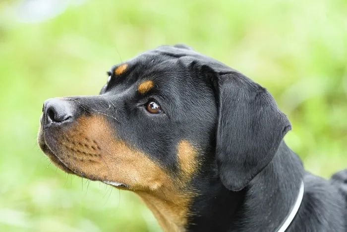 Framed Print : Rottweiler Print