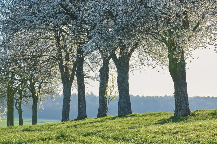 Framed Print : Row of Cherry Trees Print, Reichartshausen, Bavaria, Germany Framed Print : Row of Cherry Trees Print, Reichartshausen, Bavaria, Germany