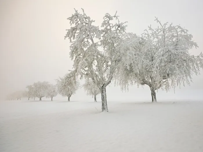 Framed Print : Row of Trees in Deep Snow, Aargau, Switzerland Print Framed Print : Row of Trees in Deep Snow, Aargau, Switzerland Print