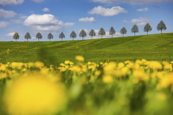 Framed Print : Row of Trees on a Hill in Spring Print, Waldenbuch, Germany Framed Print : Row of Trees on a Hill in Spring Print, Waldenbuch, Germany