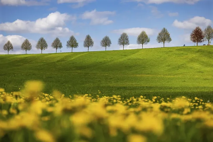 Framed Print : Row of Trees on a Hill in Spring Print, Waldenbuch, Germany Framed Print : Row of Trees on a Hill in Spring Print, Waldenbuch, Germany