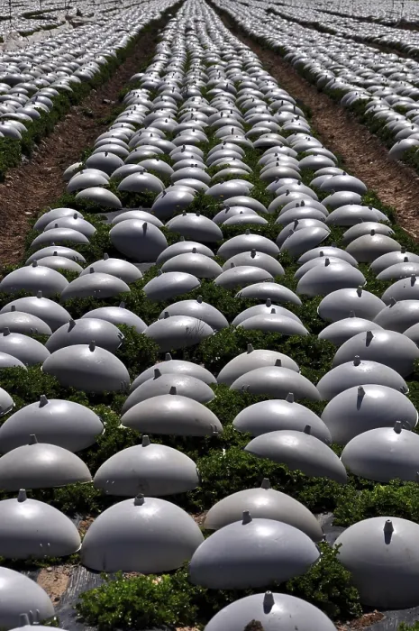 Framed Print : Andalusia Lettuce Fields Print Framed Print : Andalusia Lettuce Fields Print