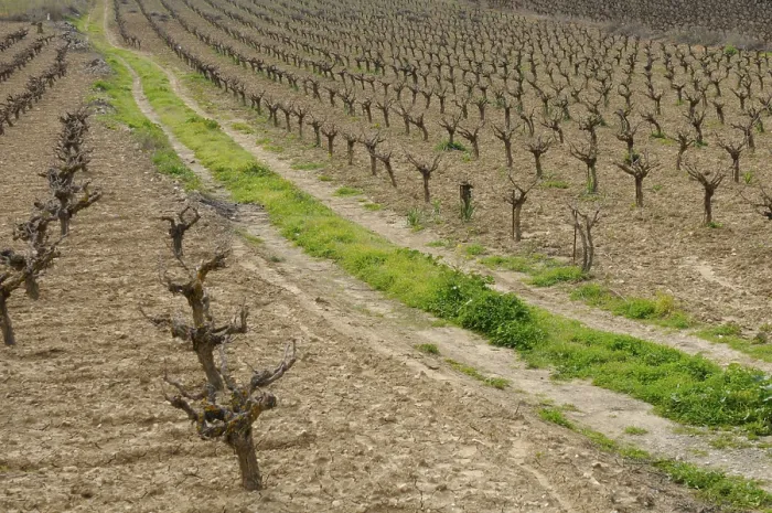 Framed Print : Rows of Pruned Grape Vines Print Framed Print : Rows of Pruned Grape Vines Print