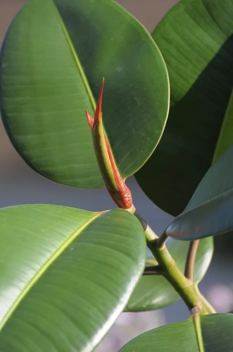 Framed Print : Rubber Tree Branch and Leaf Print